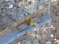 Badem Aşılama Nasıl Yapılır?