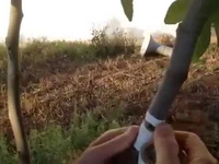 İncir Aşılama Nasıl Yapılır?