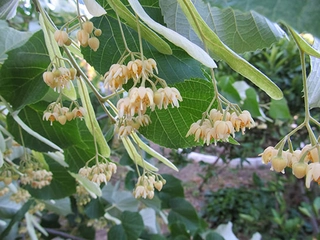 Ihlamur Aşılama Türleri ve Özellikleri