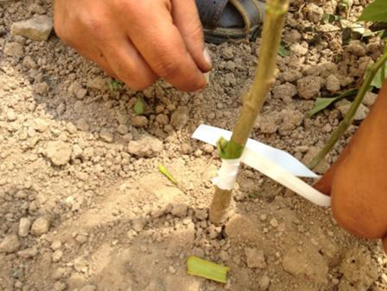 Fidan Aşılama Nasıl Yapılır?