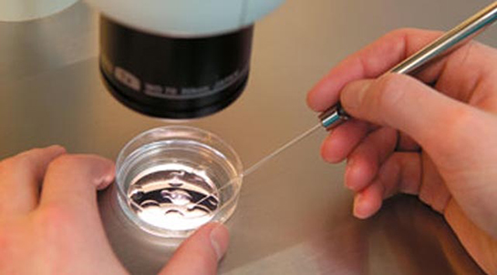 Tüp Bebek Aşılama